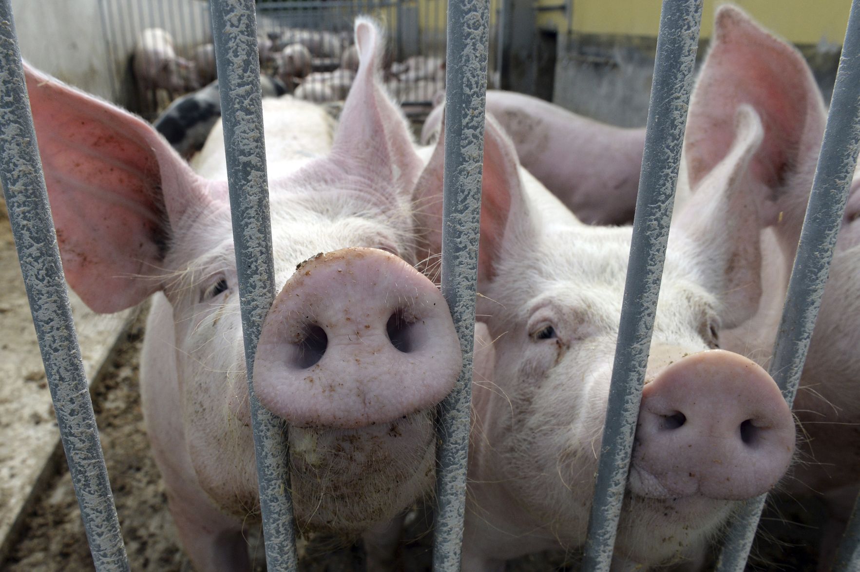 Germany Pig Population